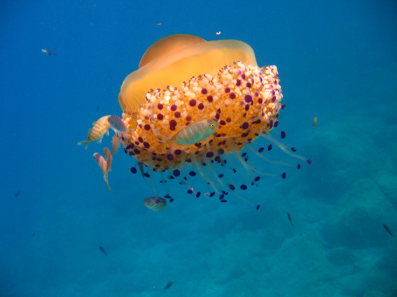 Cotylorhiza tuberculata (Macri, 1778)